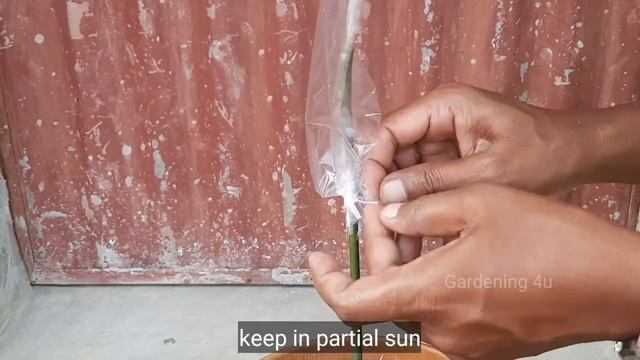 How To Grafting On Mango Tree | @gardening4u11