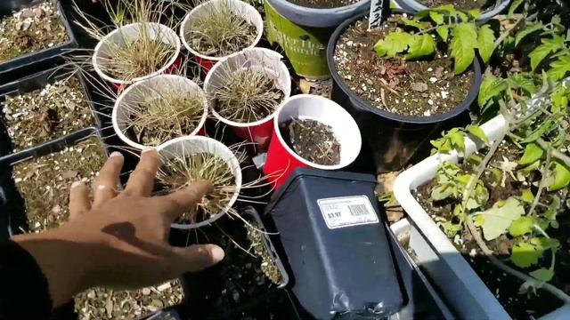 plant haul and my small plant nursery tour. Gardening on a budget. смотреть онлайн