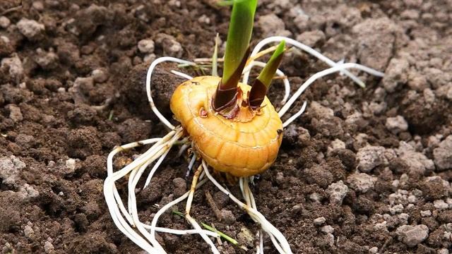Как вырастить гладиолус из луковицы в 2022 году смотреть онлайн