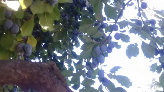 Небывалый урожай слив обламал ветки. смотреть онлайн