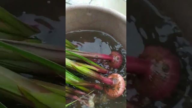 КОГДА ВЫКАПЫВАТЬ ЛУКОВИЦЫ ГЛАДИОЛУСОВ ОСЕНЬЮ ? смотреть онлайн