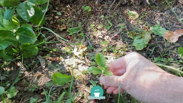 Part 2 Update How to Propagate Euonymus | Euonymus Plant | Euonymus Manhattan | Evergreen Shrubs смотреть онлайн