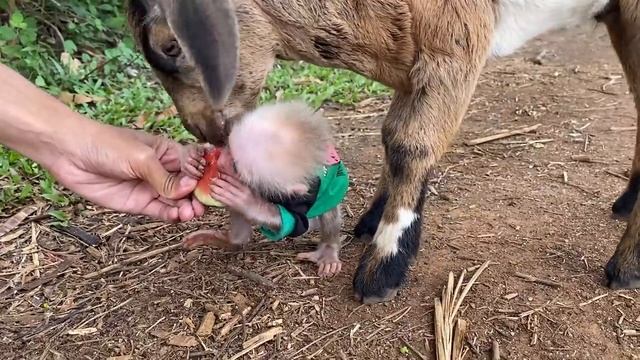 Unique way to train animals смотреть онлайн