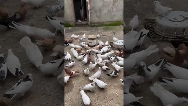 Бойные голуби у Акунц Арама. Город Ессентуки смотреть онлайн