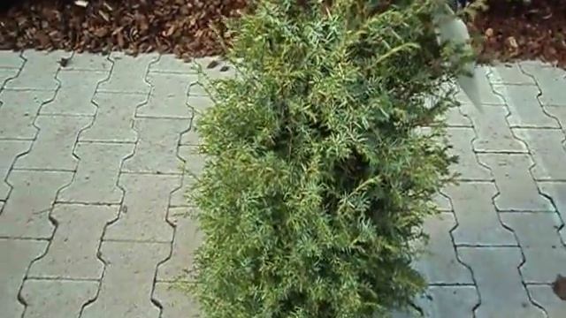 Juniperus communis Excelsa смотреть онлайн