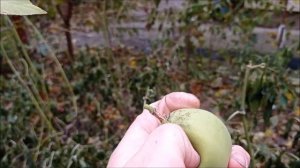 Маракуйя северная и телесноцветная.Супер обильный урожай в ноябре даже после заморозков.