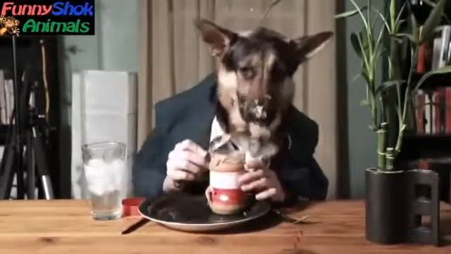 Ну как же вкусно или правила поведения за столом! Смешные собаки. смотреть онлайн