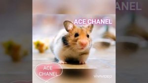 Почему хомяки дерутся?🐹