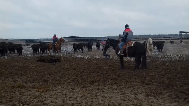 ловля бычка на лассо смотреть онлайн