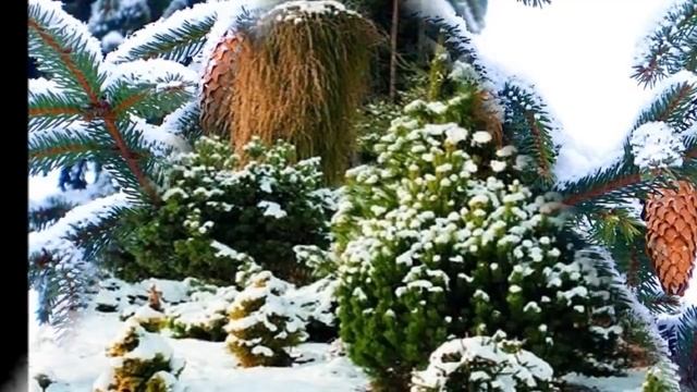 Дизайн зимнего сада на даче Фото идеи смотреть онлайн