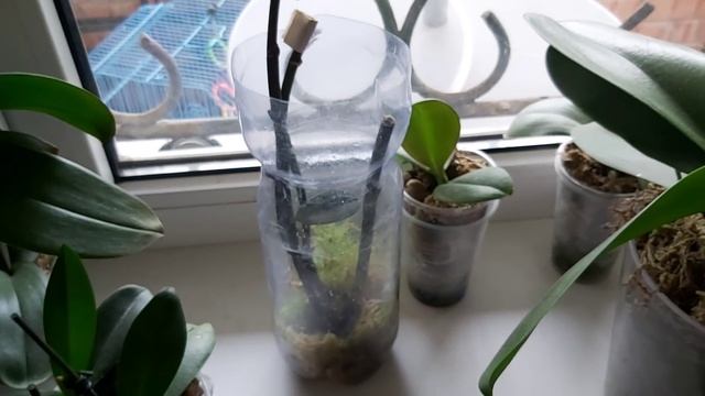 Как из одной Орхидеи сделать МНОГО ОРХИДЕЙ, Я Вас научу ❤ долго, но просто размножать орхидеи