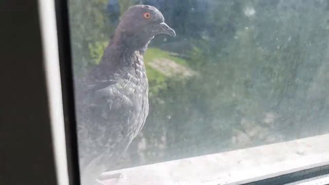 Одинокий голубь на карнизе за окном, смотрит на меня, стучится в дом... смотреть онлайн