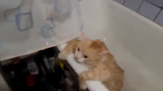 Приколы с животными Толстый кот в ванне) смотреть онлайн