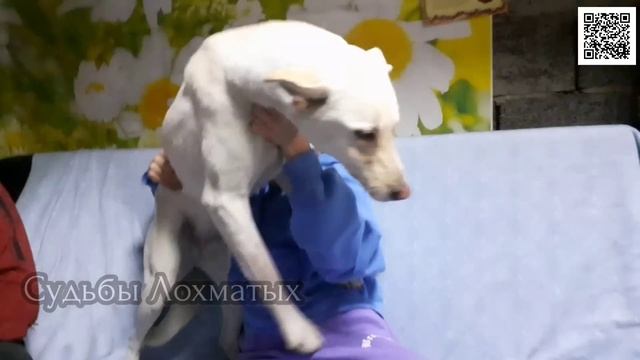 Заменитель БЕЛОГО медведя на ВОСКРЕСНОМ диване в приюте бездомных животных + РАСПАКОВКА подарка!!! смотреть онлайн
