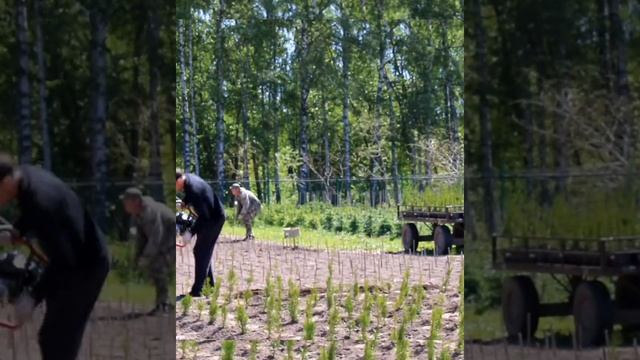 Как правильно посадить Тую чтоб она прижилась.Посадка Туи в открытый грунт. смотреть онлайн