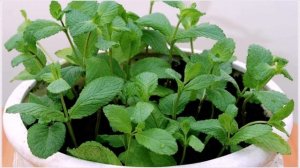 Как вырастить мяту на подоконнике в квартире