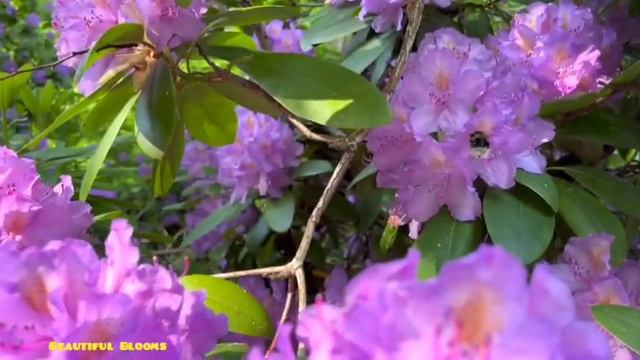 Lavender Rhododendron /Most beautiful plant of America смотреть онлайн