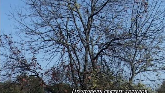 Авлия. Проповедь шейха Адама Шахидова. смотреть онлайн