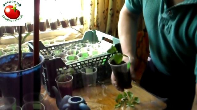 Можно ли сажать семена в отдельные стаканчики или лучше с пикировкой? смотреть онлайн