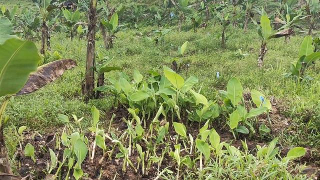 Morning Routine in my Farm смотреть онлайн