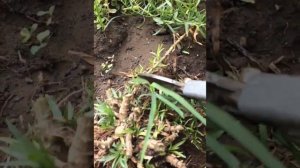 ТАРХУН(эстрагон) обрезка заготовка Tarragon how to trim in summer