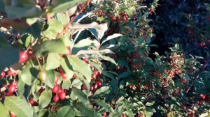 ЛОХ. Настоящий Лох!  Что такое лох? Лечебные Ягоды ЛОХ Berries in Belarus Kate BY