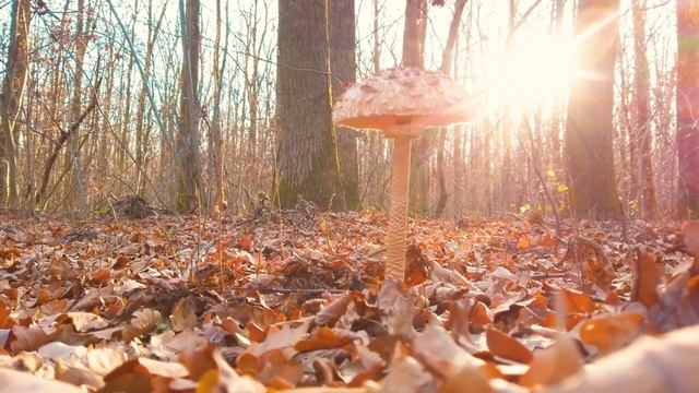 Хорошее настроение в ваших руках. Может чайку? Осень пришла!!! смотреть онлайн