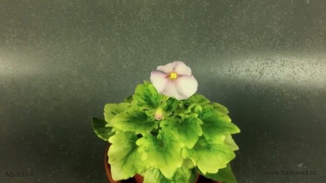 Минифиалка с "драгоценными" листочками - АВ-833-4 смотреть онлайн