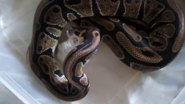 TIGER EATS SOME MICE! ROYAL PYTHON FEEDING/STRIKING 12/07/10 смотреть онлайн