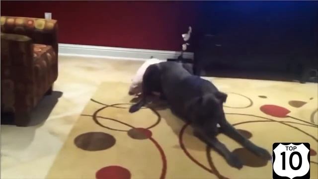 ТОП 10 МИНИ ПИГИ, мини свинки НЕРЕАЛЬНО СМЕШНО!! Карликовые свинки смотреть онлайн