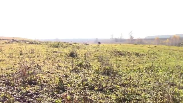Вот это мы удачно зашли. 66 монет и не только смотреть онлайн
