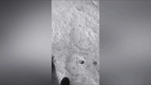 Мой Щенок ALFA.Отец Алабай САО Мать Хаска смотреть онлайн