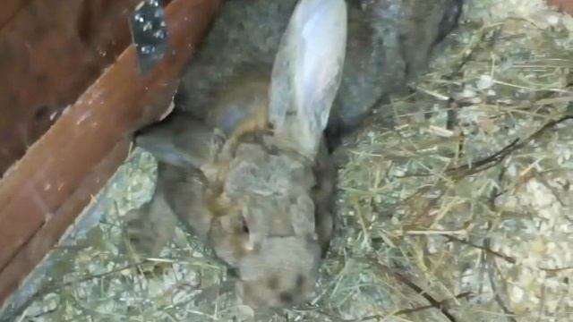 Мы с друзьями в РИО "ушастые и пушистые,, смотреть онлайн