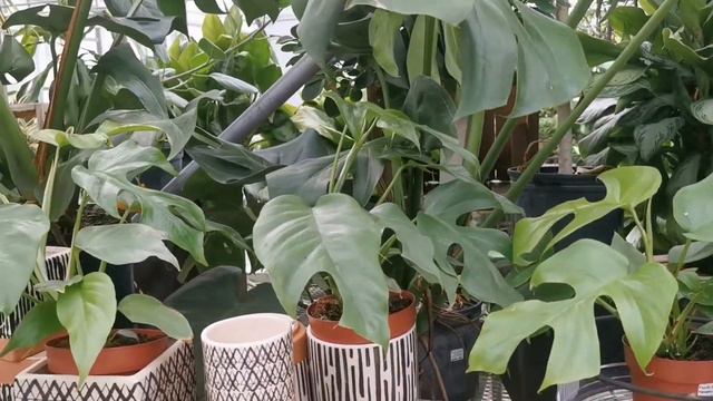 Rhaphidophora Tetrasperma