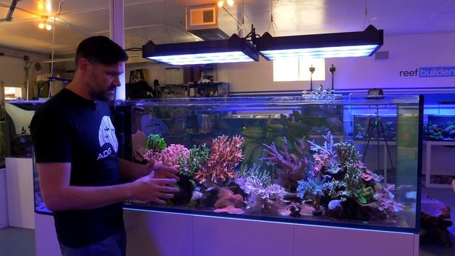 This Awesome Reef Tank Thrives on the Basics смотреть онлайн