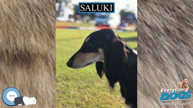 Saluki 🐶🐾 Everything Dogs 🐾🐶 смотреть онлайн