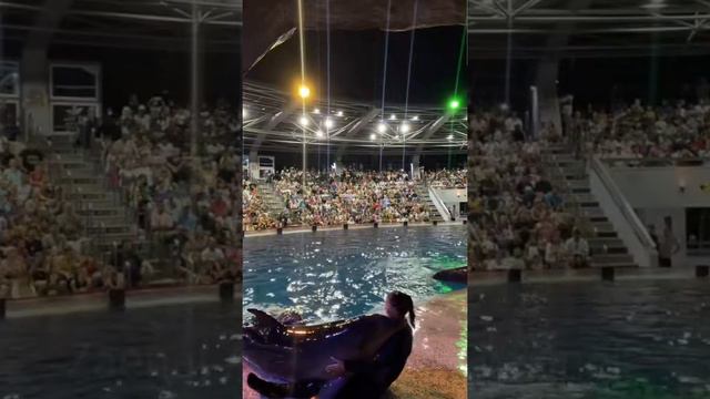 live show | Dolphin Festival | pentas ikan lumba - lumba | atraksi memukau ikan lumba - lumba смотреть онлайн
