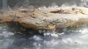 Тритоны отложили икру. Личинки за 10 дней.