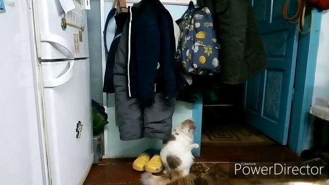 Самые красивые животные на земле смотреть онлайн