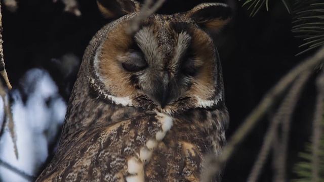 Ушастая сова (Asio otus) смотреть онлайн