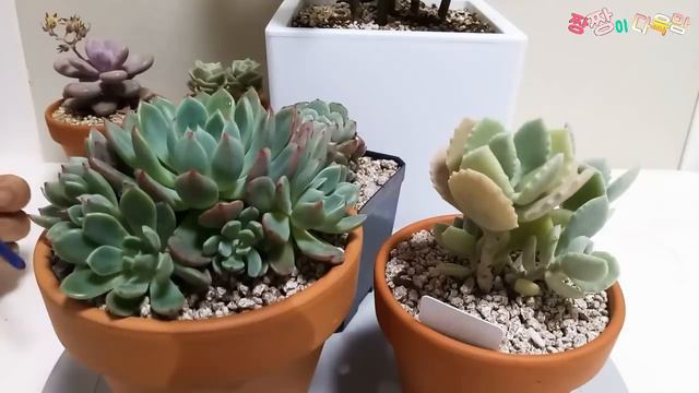 다육이 키우기 나나후쿠미니.밀로티.소개🌻 여름다육 잎장관찰하여 물주기🍀💐 смотреть онлайн