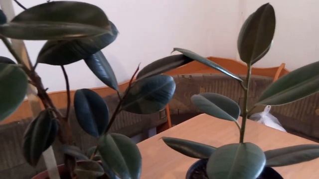 Фикус гүліне күтім.Чёрный принц гулине кутим. смотреть онлайн