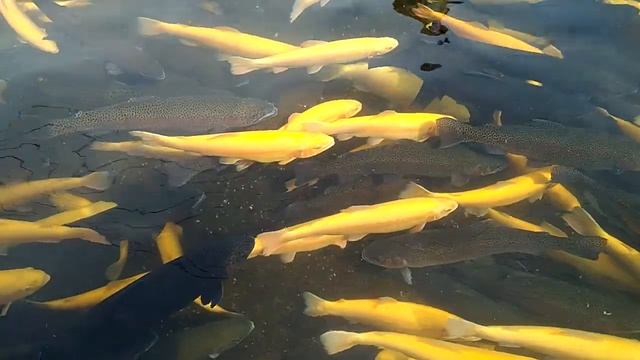 Рыбная ферма и Стеклянный мост - Экскурсия из Хуньчуня с Файнтур смотреть онлайн