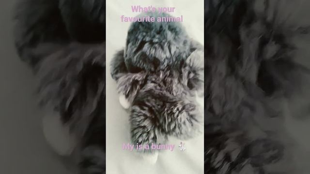 What's your favourite animal 🐇 смотреть онлайн