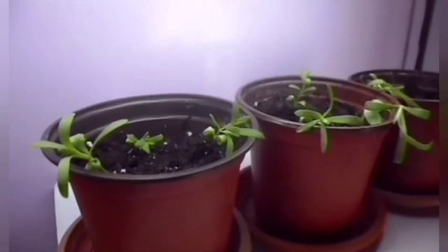 Carnation Shabo from seed to flowering ? Гвоздика Шабо от Семян до цветения смотреть онлайн