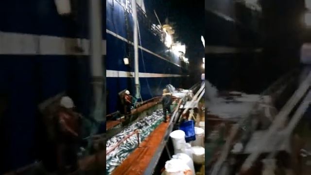 Рыбалка на Камчатке в охотском море 2020 (пароход Василий Каленов) смотреть онлайн