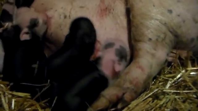 Неожиданное пополнение,или опорос которого никто не ждал.