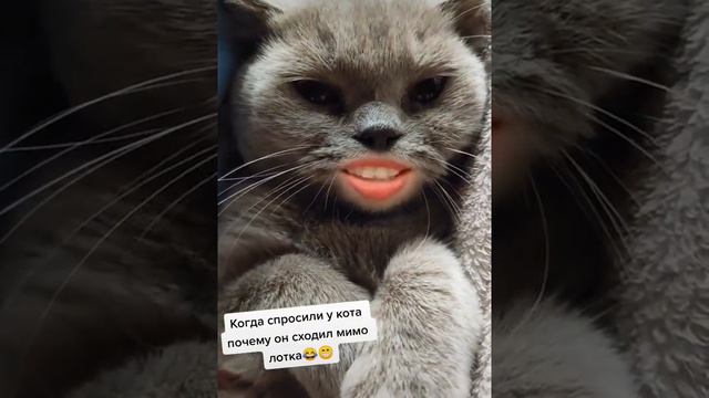 почему кошка сходила мимо лотка) шотландская вислоухая смотреть онлайн