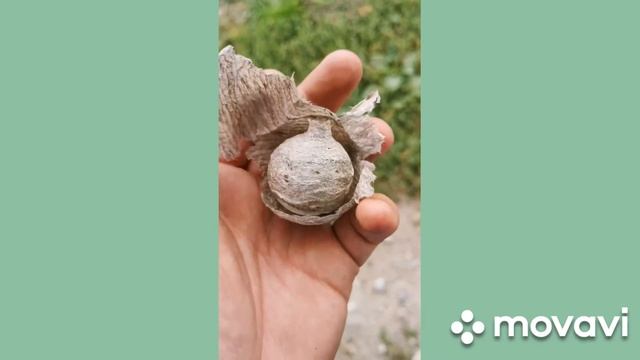 ОСИНОЕ ГНЕЗДО!!! смотреть онлайн