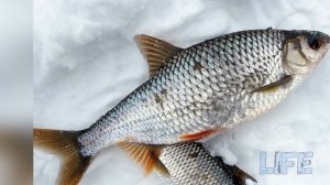 Как и на что ловить плотву в глухозимье? Советы профессионала!